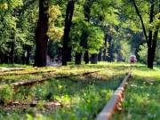 В Киеве пытаются уберечь от застройки 28 гектаров леса в Пуще-Водице