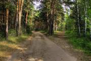 Фото: climateinfo.org.ua Белічанський ліс