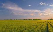 В середньому оренда гектару землі в Україні коштує 3500 грн на рік