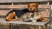 Планується створити заклад, який вміщатиме ветеринарну клініку та притулок для котів і собак