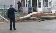 Ураган в Киеве: поваленное дерево на Дегтяревской травмировало парня