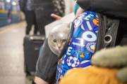 Фото: chas.news Животное в метро