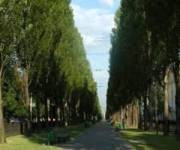Тополя могут вырубить. Фото: panoramio.com