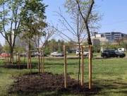 Фото: kyivcity.gov.ua Деревья в Киеве