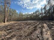 Висадка дерев