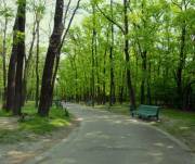 Парк знищують. Фото: bigkiev.com.ua