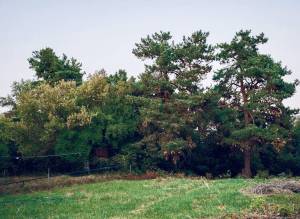 Земельна ділянка W-7446887, Андрія Малишка, Плюти (Конча-Заспа) - Фото 3