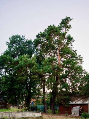 Земельна ділянка W-7446887, Андрія Малишка, Плюти (Конча-Заспа) - Фото 7