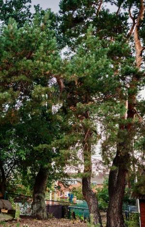 Земельна ділянка W-7446887, Андрія Малишка, Плюти (Конча-Заспа) - Фото 5