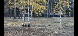 Земельна ділянка W-7255254, Лісова, Романків - Фото 9