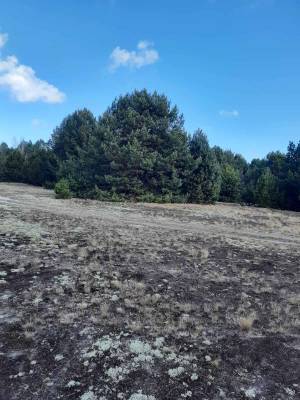 Земельный участок W-7444111, Любимовка (Вышгородский) - Фото 2