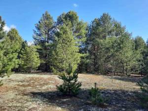 Земельный участок W-7444111, Любимовка (Вышгородский) - Фото 1