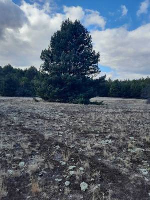 Земельный участок W-7444111, Любимовка (Вышгородский) - Фото 3