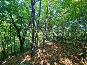 Земельный участок W-7440071, Парниковая, Киев - Фото 3