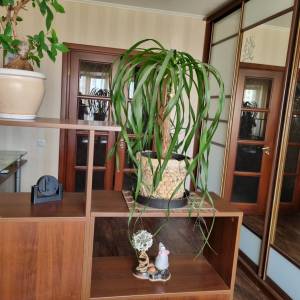 Квартира W-7426569, Коласа Якуба, 4а, Киев - Фото 11