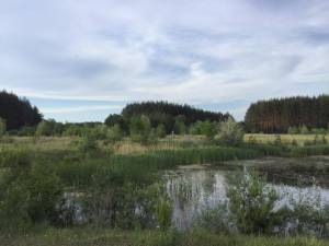 Земельна ділянка W-7426331, Жукова, Колонщина - Фото 6