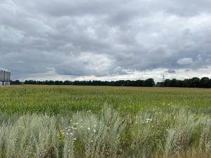 Земельна ділянка W-7436806, Княжичі (Броварський) - Фото 4