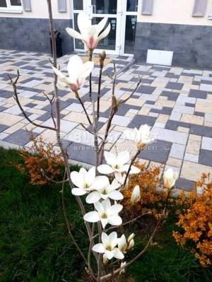 Квартира W-7424202, Краковская, 4б, Киев - Фото 9