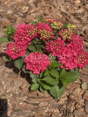 Будинок W-7448071, Гореничі - Фото 9