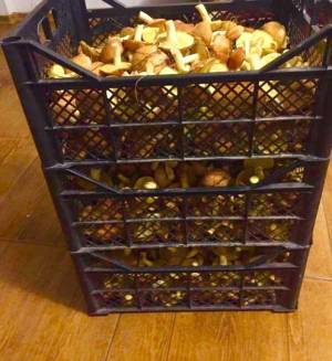 Дом W-7161276, Кузминцы - Фото 12