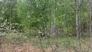 Земельна ділянка W-7414938, Вища Дубечня - Фото 12
