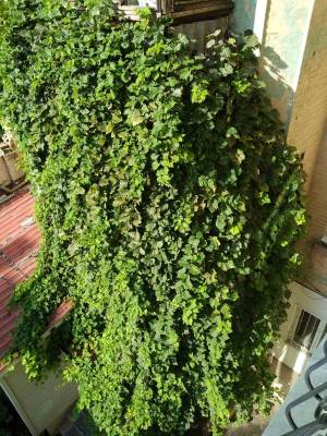 Квартира W-7428436, Гетмана Скоропадского Павла (Толстого Льва), 17б, Киев - Фото 2