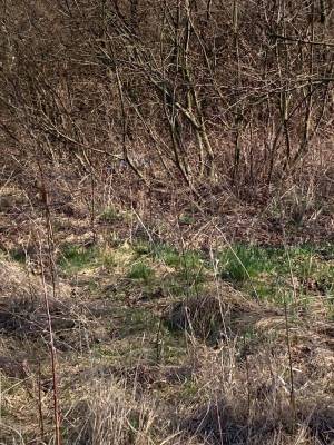 Земельна ділянка W-7445051, Берегова, Вороньків - Фото 7