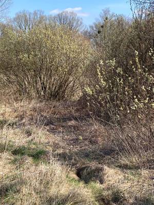 Земельна ділянка W-7445051, Берегова, Вороньків - Фото 11