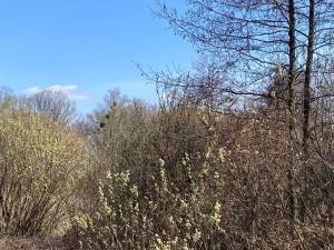 Земельна ділянка W-7445051, Берегова, Вороньків - Фото 12