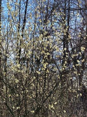 Земельна ділянка W-7445051, Берегова, Вороньків - Фото 4