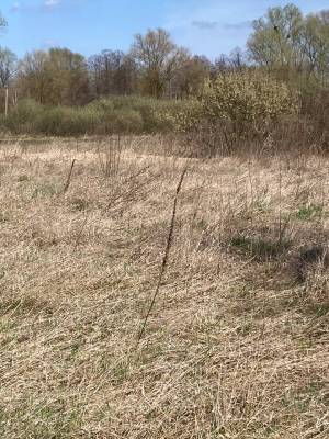 Земельна ділянка W-7445051, Берегова, Вороньків - Фото 6