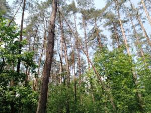 Земельный участок W-7423780, Синеозерная, Киев - Фото 8