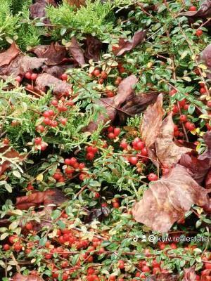 Будинок W-7443975, Лісова, 17, Крушинка - Фото 8