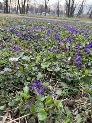 Дом W-7449012, Садовая 6-я линия, Круглик - Фото 1