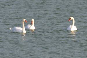 Земельна ділянка W-7439926, Дударків - Фото 5