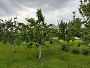 Земельна ділянка W-7424101, Теплична, Погреби (Броварський) - Фото 2