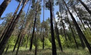 Ліс у Києві