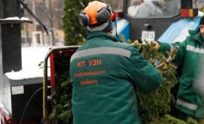 Утилізація дерев