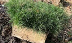 Сохранение лесов в Киеве