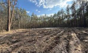 Висадка дерев