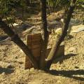 Вирубили дерева. Фото: informator.news